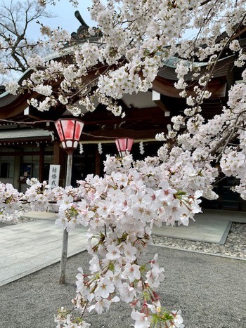 三嶋大社の桜。