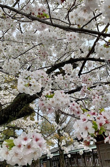 三嶋大社の桜。