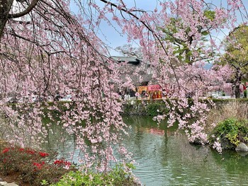 三嶋大社の桜。