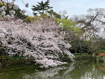 三嶋大社の桜。