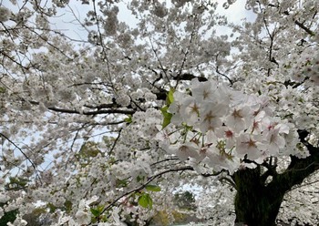 三嶋大社の桜。