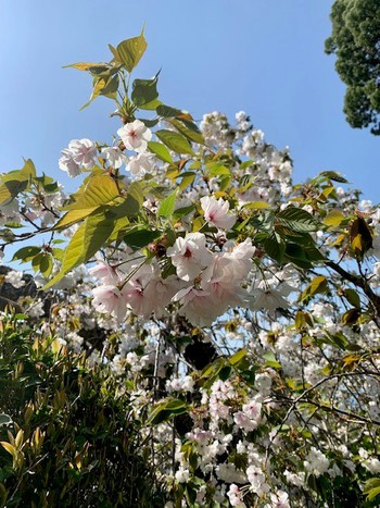 伊豆市土肥の桜、最福寺。