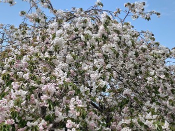 伊豆市土肥の桜、最福寺。