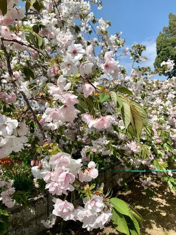 伊豆市土肥の桜、最福寺。