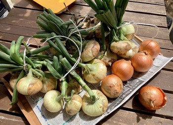 春野菜のいただきもの。