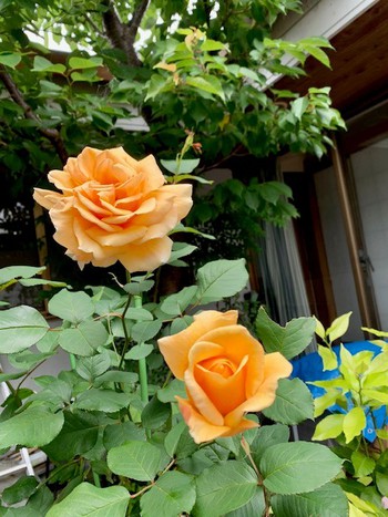 皐月立夏。