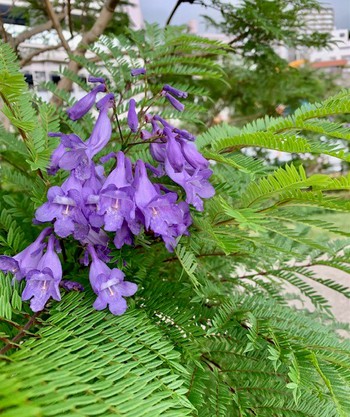ジャカランダの花。