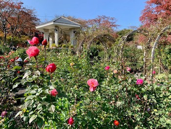 箱根強羅公園にて。