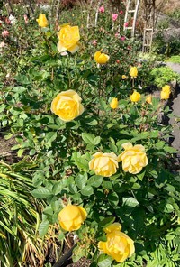 箱根強羅公園にて。