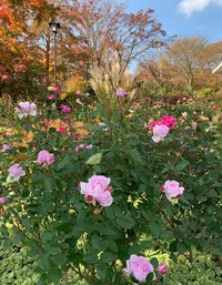 箱根強羅公園にて。