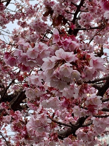 あたみ桜。