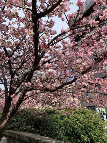 あたみ桜。