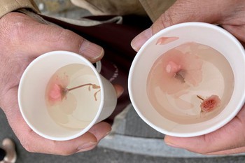あたみ桜。