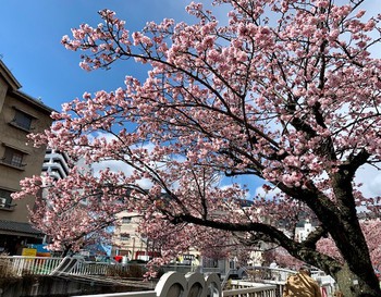 あたみ桜。