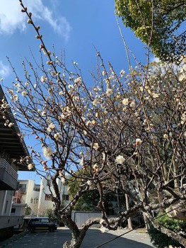 梅日和。