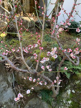 梅日和。