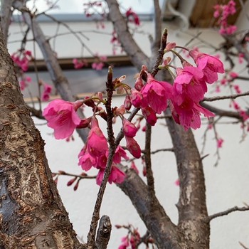 寒緋桜。