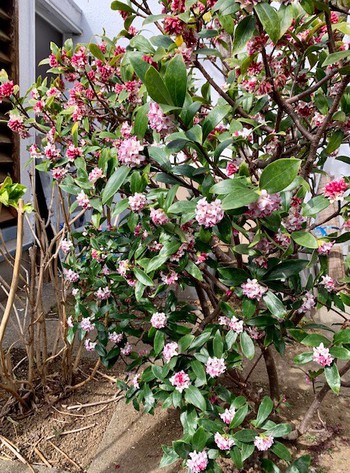寒緋桜。
