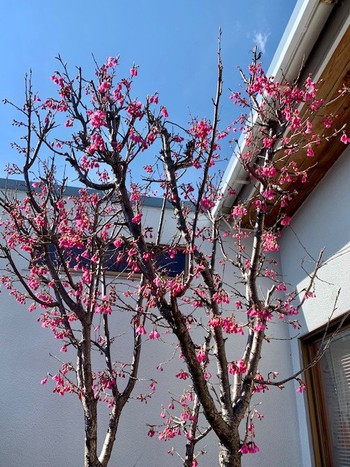 寒緋桜。