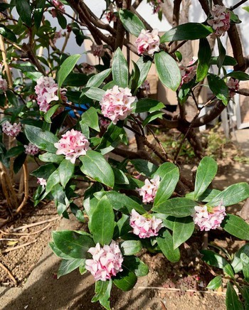 寒緋桜。