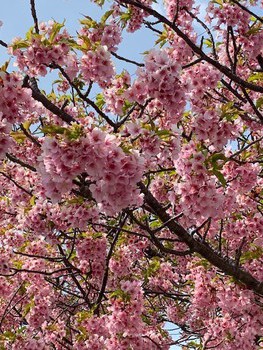 河津桜。