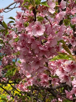 河津桜。