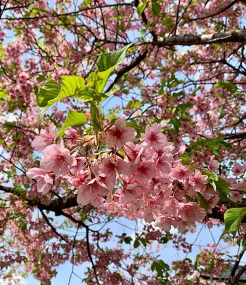 河津桜。