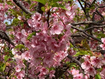 河津桜。