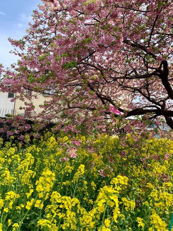河津桜。