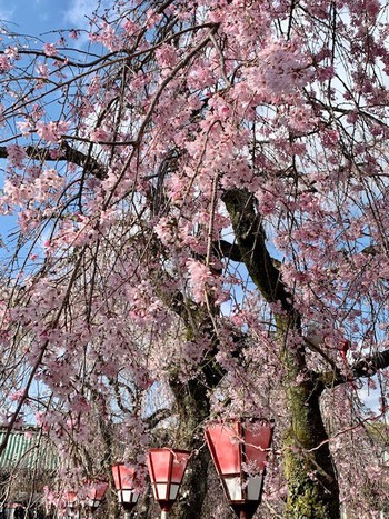 四月卯月スタートは三嶋大社の桜。