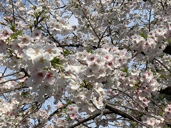 四月卯月スタートは三嶋大社の桜。