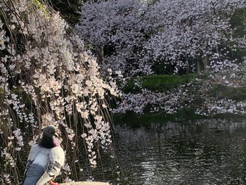 四月卯月スタートは三嶋大社の桜。