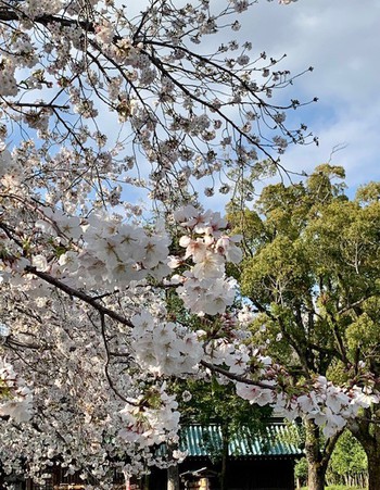 四月卯月スタートは三嶋大社の桜。