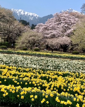 山高神代桜と甲斐善光寺。