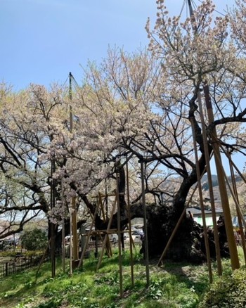 山高神代桜と甲斐善光寺。