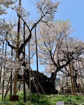 山高神代桜と甲斐善光寺。