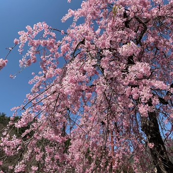 山高神代桜と甲斐善光寺。