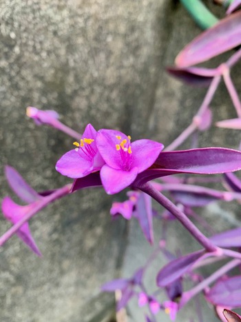 十一月霜月三週目。