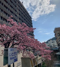 熱海桜2025.