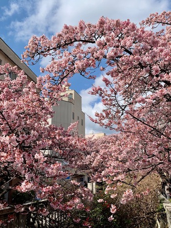 熱海桜2025.