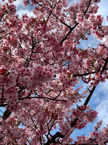 熱海桜2025.
