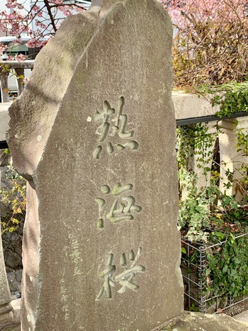 熱海桜2025.