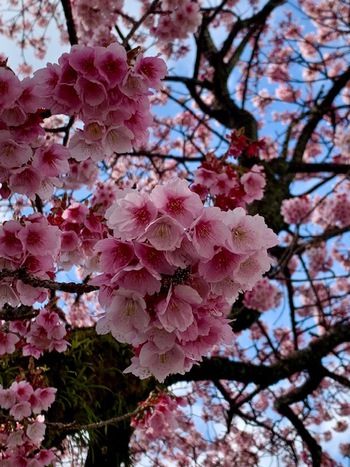 熱海桜2025.