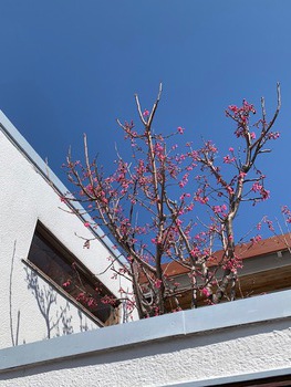 庭の桜。