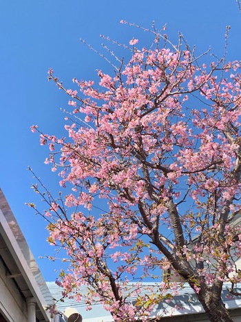 庭の桜。
