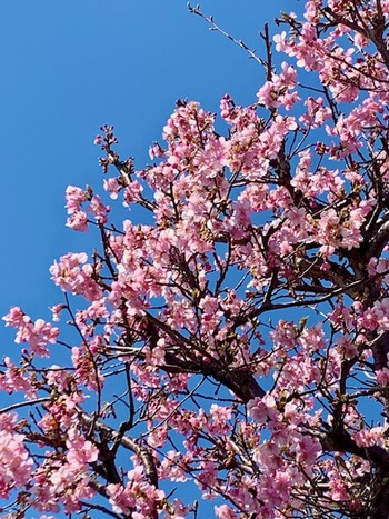 庭の桜。