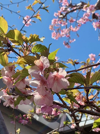 庭の桜。