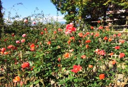 11月あれこれ～大磯、旧吉田茂邸