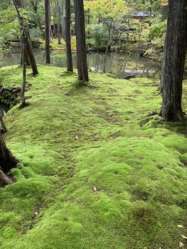 京都 西芳寺（苔寺）にて。