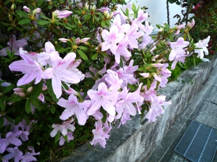 四月二週目。